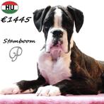 Boxer teefjes (Gestroomd-Wit) te koop, 15 weken tot 1 jaar, Buitenland, Meerdere, Overige rassen