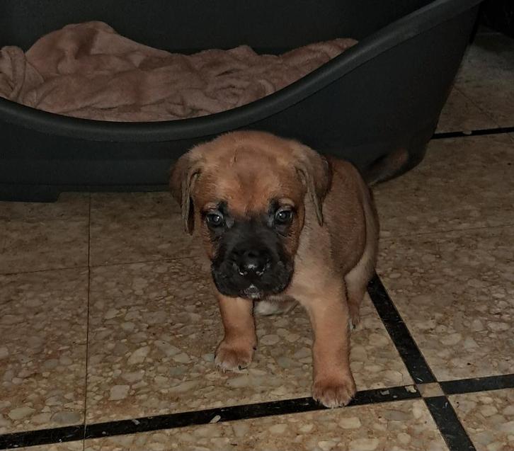 Cane corso pups, Dieren en Toebehoren, Honden | Bulldogs, Pinschers en Molossers, Meerdere dieren, Bulldog, Fokker | Hobbymatig