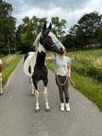 Lieve bonte merrie te koop, Dieren en Toebehoren, Paarden