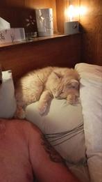 Cherche dame, Offres d'emploi, Emplois | Nettoyage & Services techniques