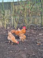 Verse broedeieren leghorn buff, Geslacht onbekend, Kip