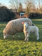 Moutons à vendre, Animaux & Accessoires, Plusieurs animaux, Mouton
