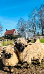 Koppel stamboek walliser schwarznase samen =800 euro, Dieren en Toebehoren, Schapen, Geiten en Varkens, Meerdere dieren, Schaap