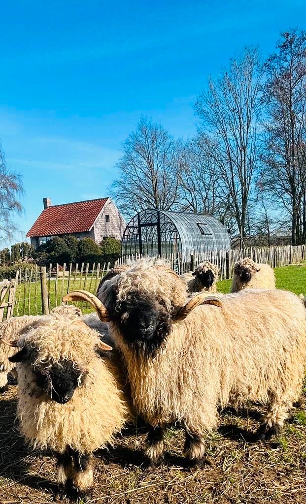 Koppel stamboek walliser schwarznase samen =800 euro, Dieren en Toebehoren, Schapen, Geiten en Varkens, Schaap, Meerdere dieren