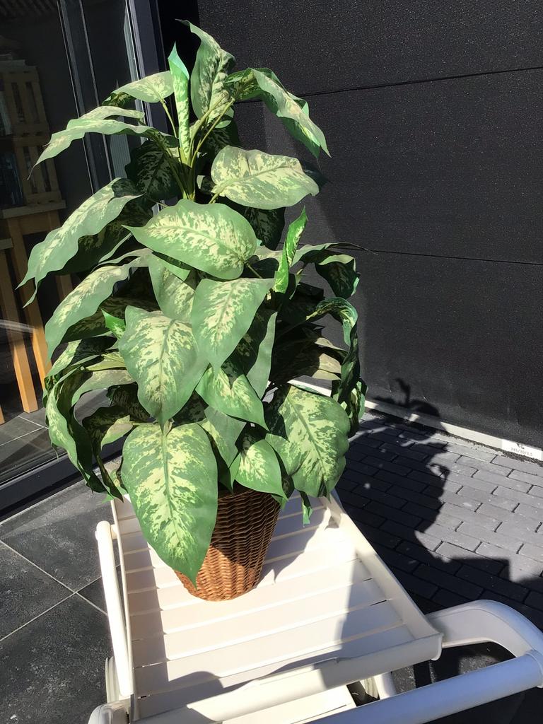 Plant in kunststof in rieten mand, Ophalen