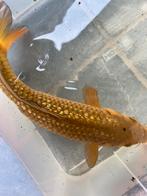 Ginrin chagoi 30/35 cm