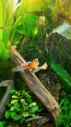 Guppies te koop, Poisson, Poisson d'eau douce, Banc de poissons