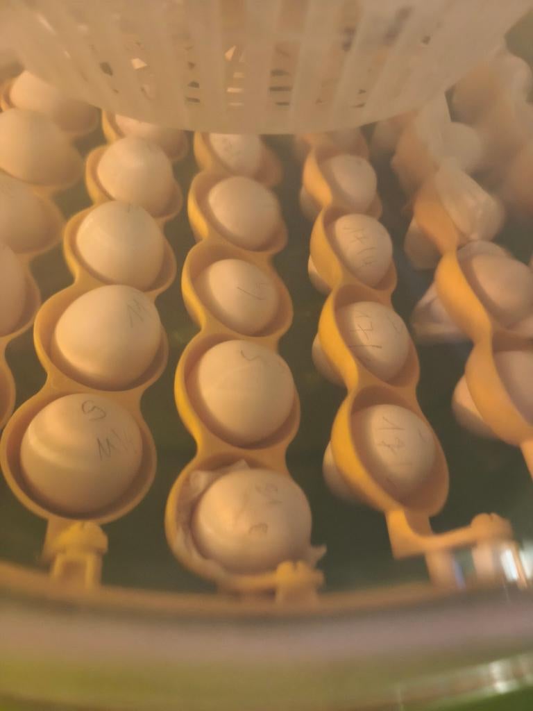 Serama broedeieren, Kip