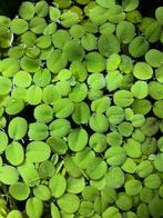 Drijfplanten voor op visbak Salvinia Minima, Dieren en Toebehoren, Ophalen, Plant(en), Steen of Hout