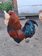 Rooster à vendre, Mâle, Poule ou poulet