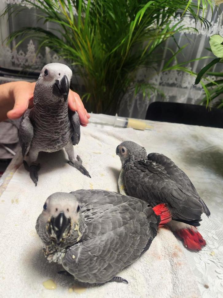 Gris de Gabon eam, Dieren en Toebehoren, Vogels | Parkieten en Papegaaien