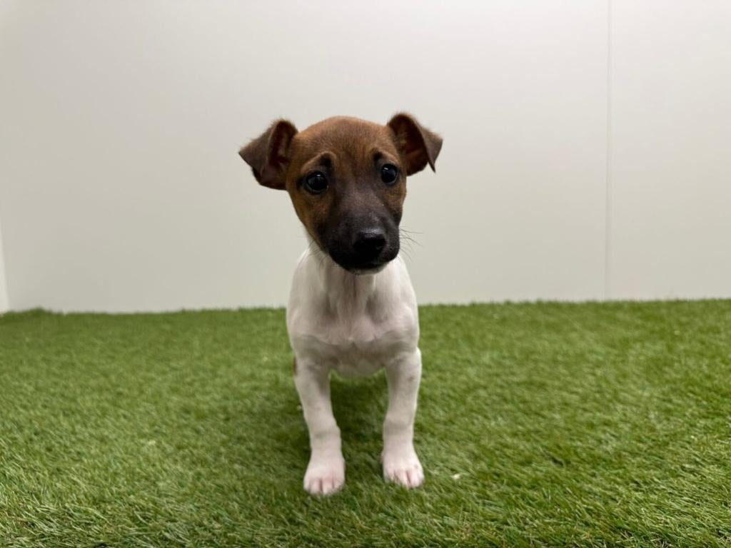 Jack Russel Terrier pup, Dieren en Toebehoren, België, Jack Russell Terriër, 8 tot 15 weken, Teef