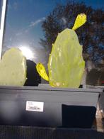 Vijgcactussen, Tuin en Terras, Ophalen