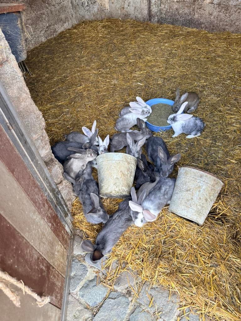 Duitse en vlaamse reuzen, Animaux & Accessoires