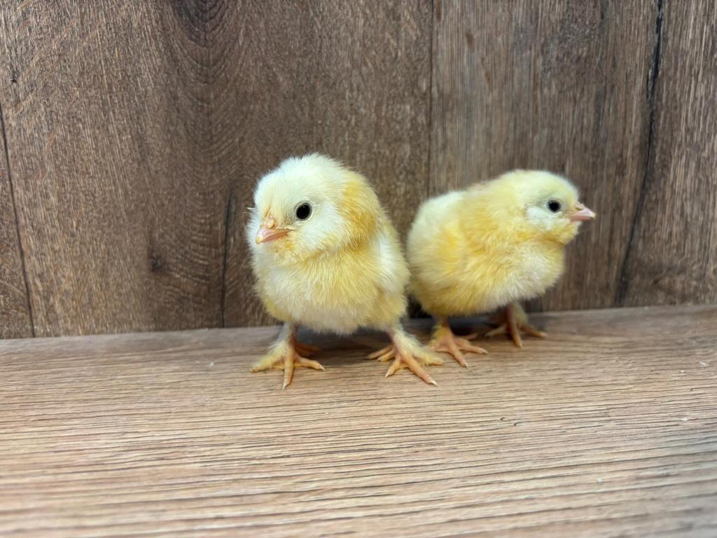 Duitse faverolle kuikens, Dieren en Toebehoren, Pluimvee