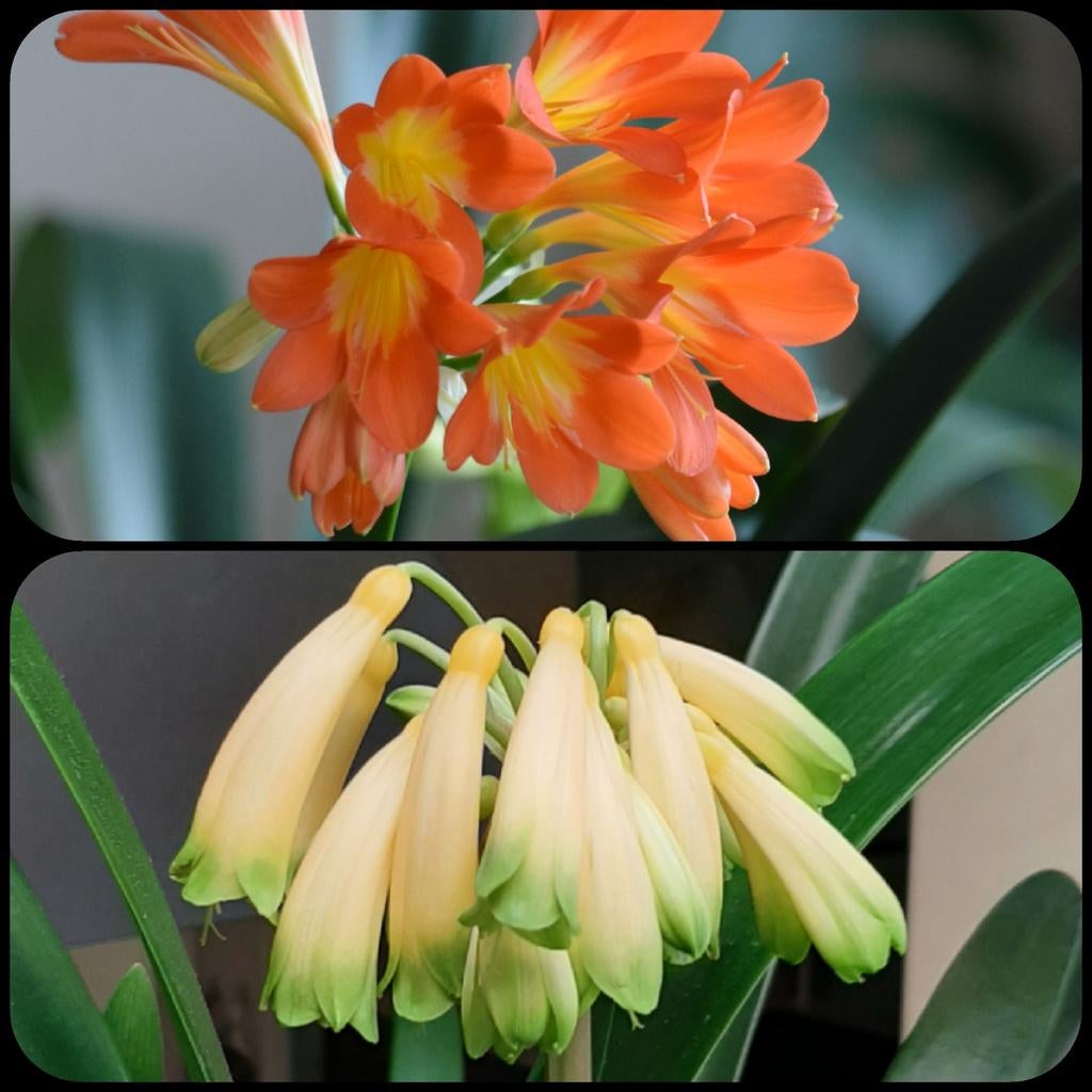 Clivia miniata Orange XL bloem x Gardinii Yellow/green, Bloeiende kamerplant, Ophalen of Verzenden, Volledige schaduw, Minder dan 100 cm