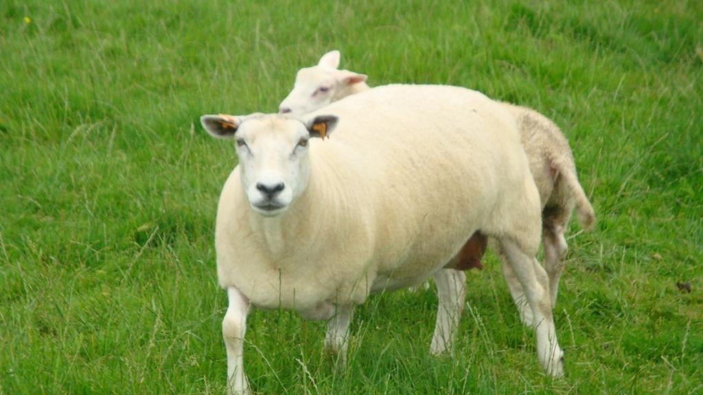 schapen scheren, Dieren en Toebehoren