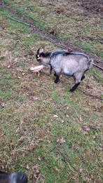 Jonge bok, Mâle, Chèvre, 0 à 2 ans