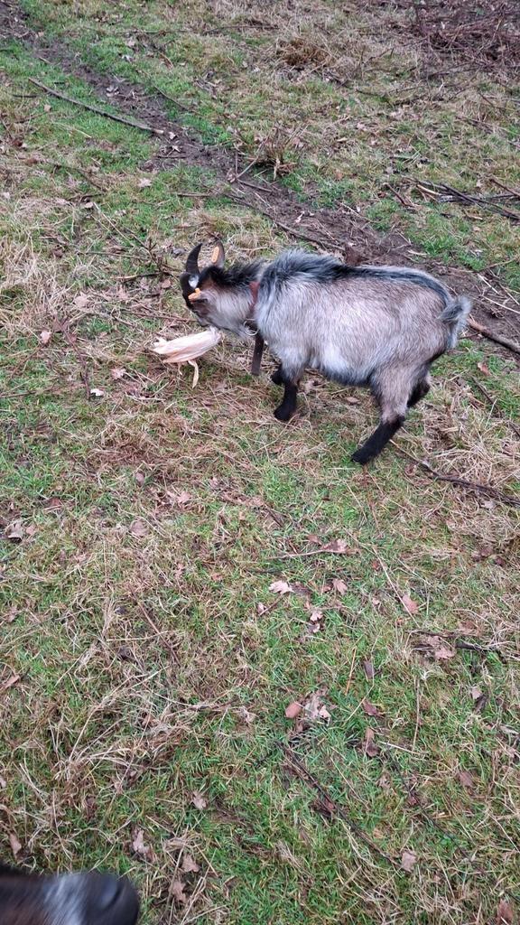 Jonge bok, Dieren en Toebehoren, Schapen, Geiten en Varkens, Geit, Mannelijk, 0 tot 2 jaar