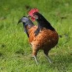 Hanen - 0472/51.09.71