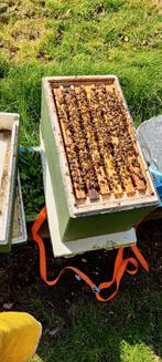 Bijenvolken - Carnica - 6 ramen simplex, Abeilles