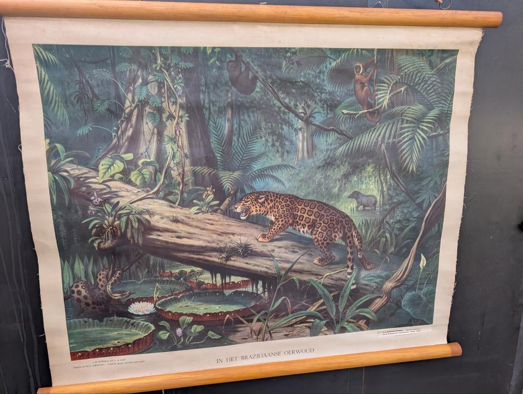 Schoolplaat het Braziliaanse oerwoud, Antiek en Kunst, Antiek | Schoolplaten, Ophalen