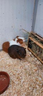 Cavia beertjes, Dieren en Toebehoren, Cavia, Mannelijk, November, Tam