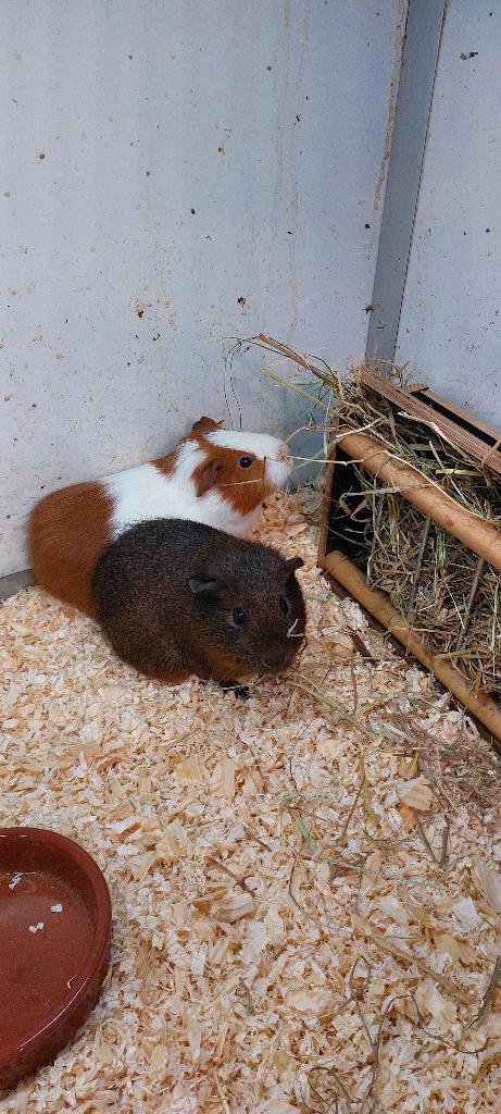 Cavia beertjes, Dieren en Toebehoren, Knaagdieren, Mannelijk, Cavia, November, Tam
