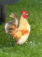 Mooi jong Serama haantje zoekt nieuw thuis, Dieren en Toebehoren, Mannelijk, Kip