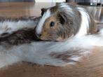 Jong cavia beertje, Dieren en Toebehoren, Knaagdieren, Februari, Mannelijk, Cavia