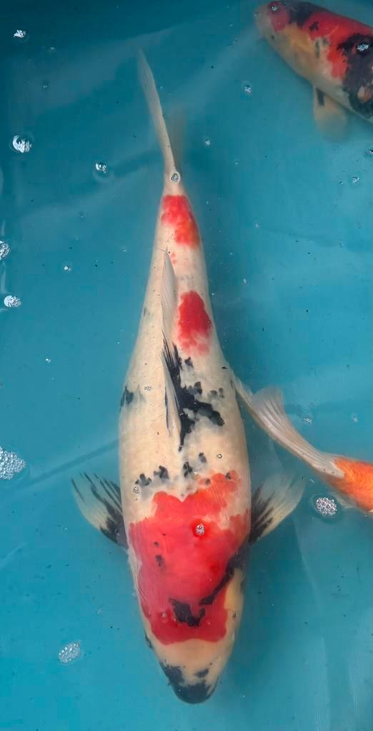 Japanse koite koop, Animaux & Accessoires, Poissons | Poissons d'étang