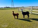 Alpaca - Merrie (5jaar) hengstje (5maand), Août, Plusieurs animaux