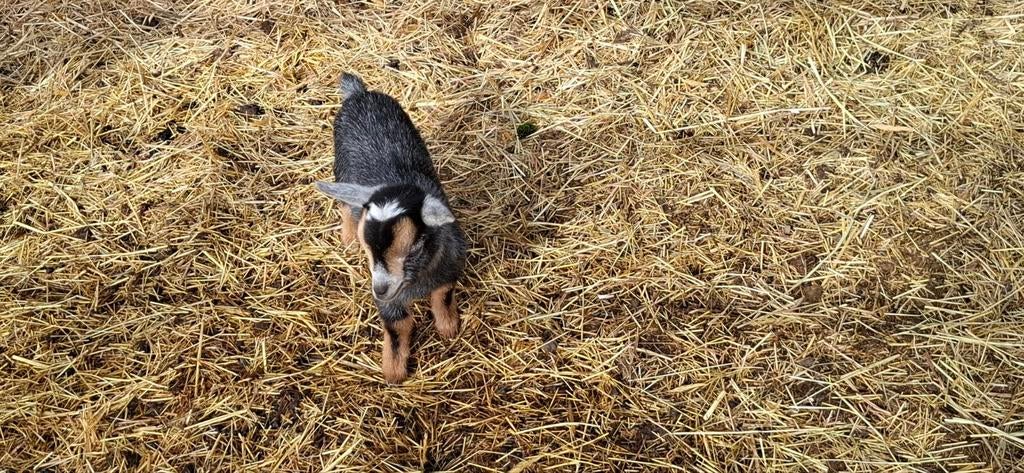 Dwerggeit donker grijs met tan tekening.  Mieke