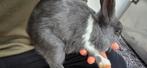 Heel lief konijn, Animaux & Accessoires, Lapins