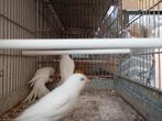 Kweek rijpe witte kanarie poppen, Dieren en Toebehoren, Vogels | Kanaries