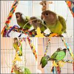 Bruinkop-papegaai, handtam, Dieren en Toebehoren, Meerdere dieren, Papegaai, Geringd