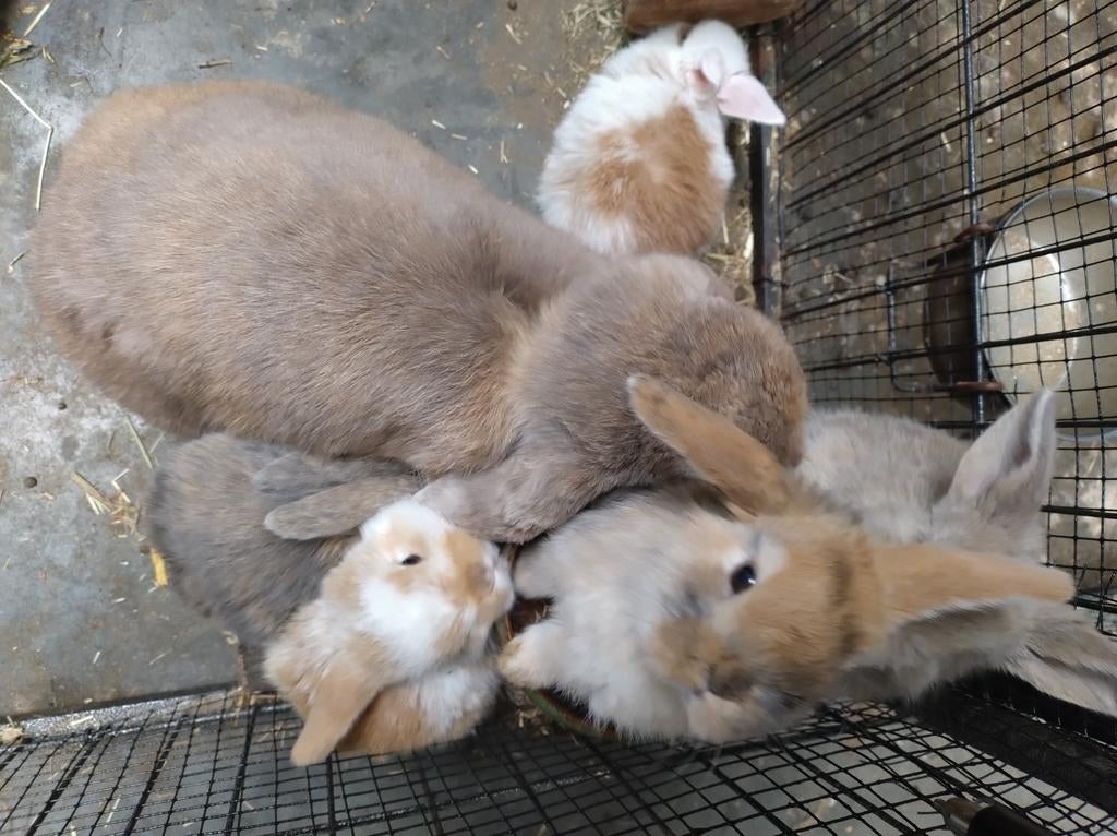 Hangoortjes x minilop, Dieren en Toebehoren, Konijnen, Meerdere dieren, Klein, Hangoor, 0 tot 2 jaar