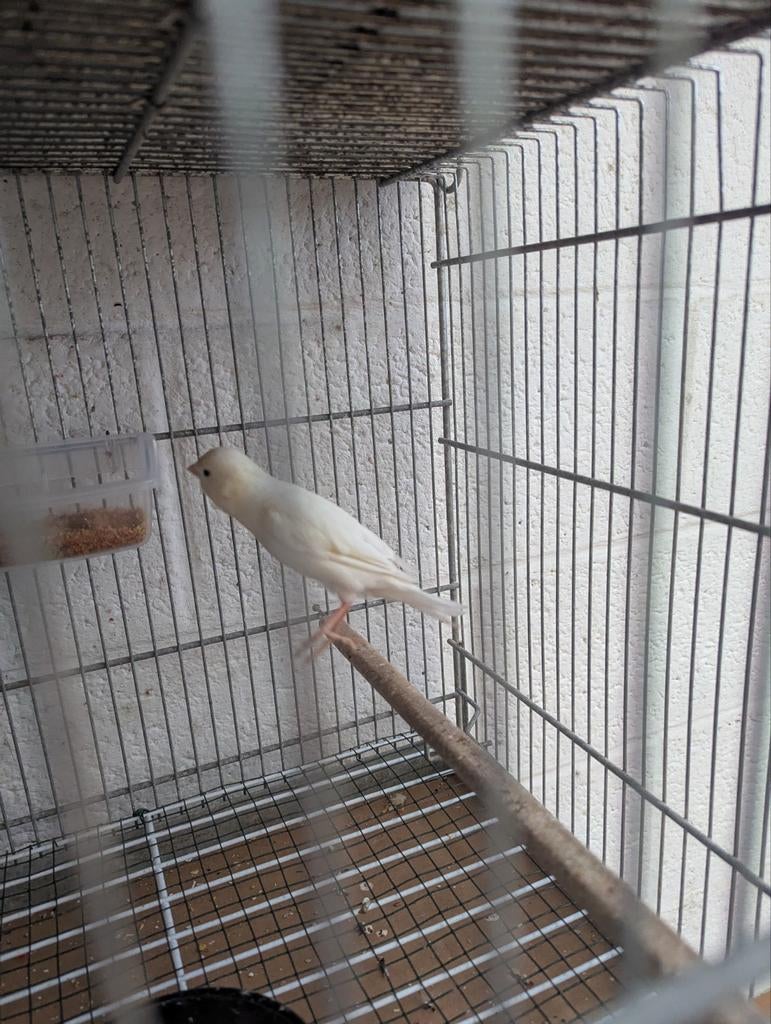 Canaris 2026, Animaux & Accessoires, Oiseaux | Canaris, Mâle