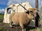 Ram Hampshire down, Dieren en Toebehoren, Schapen, Geiten en Varkens, Mannelijk, Schaap, 0 tot 2 jaar