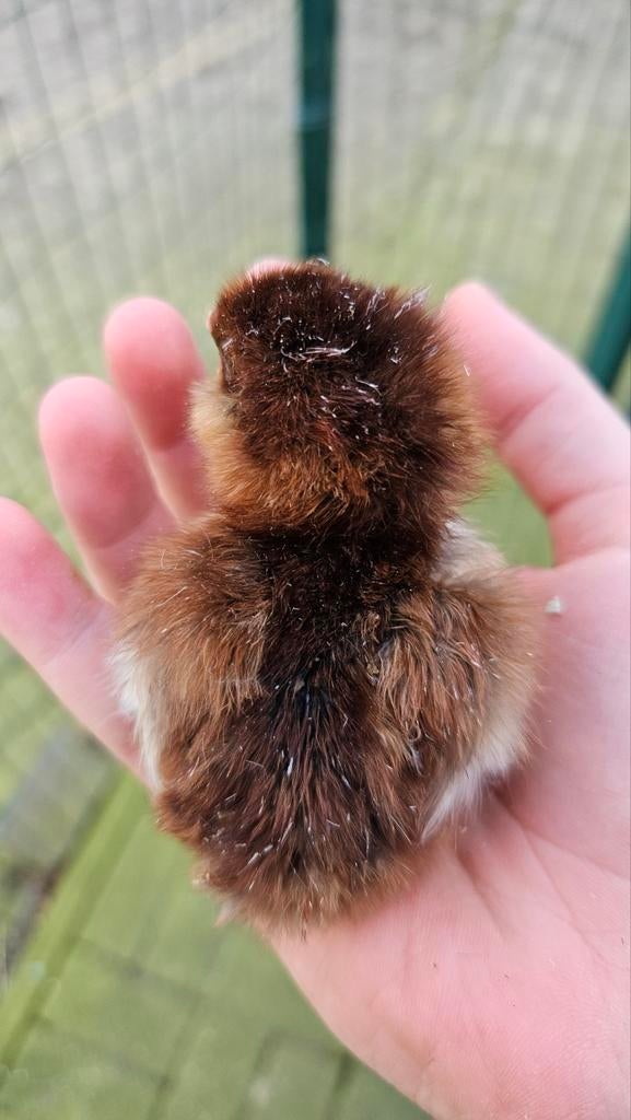 Poussins d'un jour Orloff