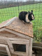 Dwerg konijntje aftehalen, Dieren en Toebehoren, Mannelijk, Dwerg