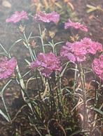 Anjer, Tuin en Terras, Ophalen