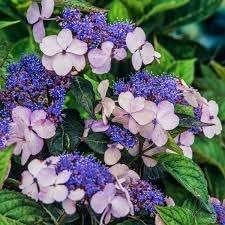 Hydrangea Blue Bird, Ophalen