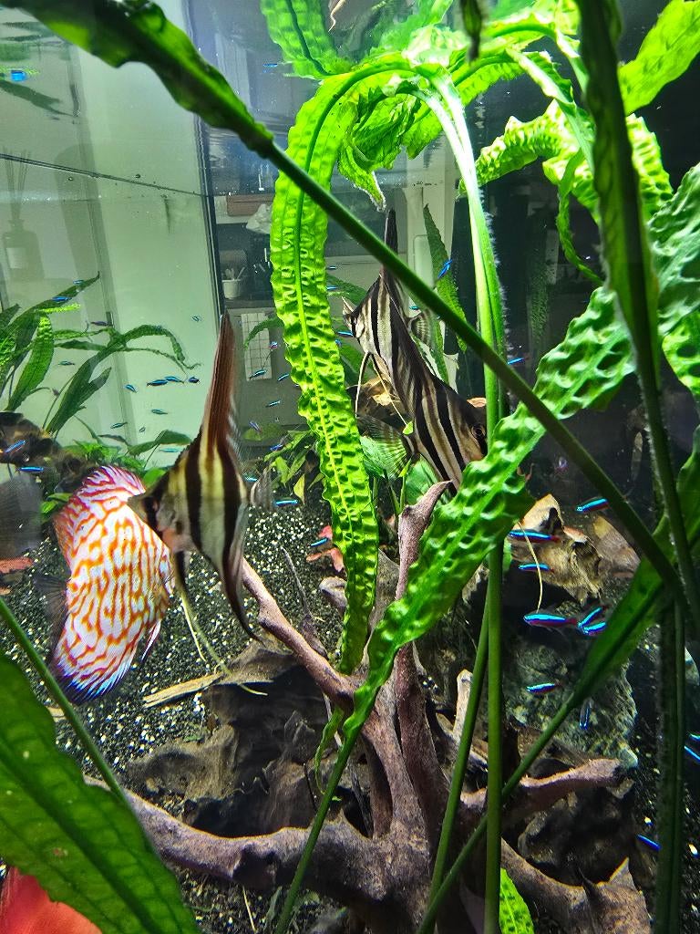 Altum Red Simon Forkel