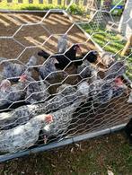 Kuikens kriel 24 stuks hennen en haantjes