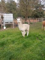 Alpaca merrie, Dieren en Toebehoren, April, Vrouwelijk