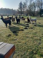 Prachtige jonge alpaca's merrie's en hengstjes, Dieren en Toebehoren, Meerdere dieren