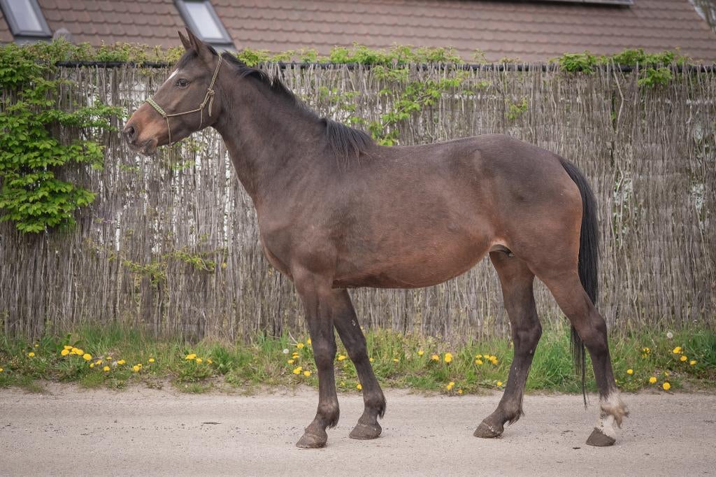 merriesolid / non-characteristic appaloosa drachtig, Dieren en Toebehoren, Paarden, Minder dan 160 cm, 3 tot 6 jaar, Westernpaard