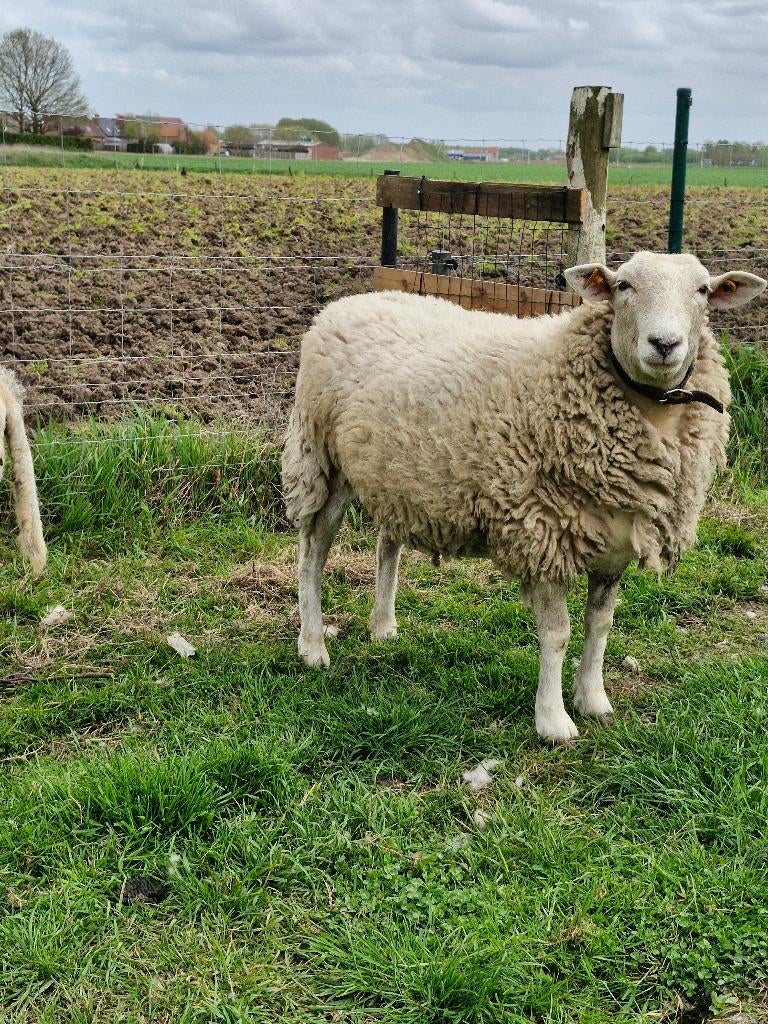 easy care jaarling ooi van 01/2025, Dieren en Toebehoren, Schapen, Geiten en Varkens, Schaap, Vrouwelijk, 0 tot 2 jaar