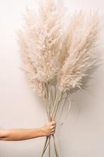 pampasgras (gedroogd), Ophalen, Nieuw